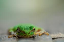 开云体育-劳塔罗末节接管比赛，里昂狂胜洪都拉斯